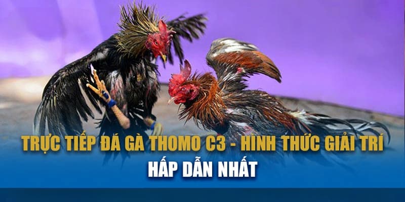 Trực tiếp đá gà c3 hôm nay win55